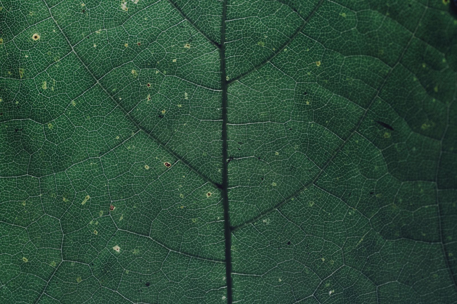 close view of leaf